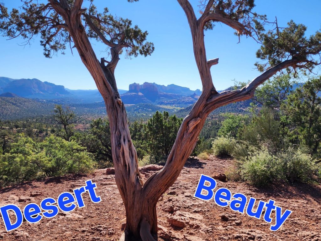 Photo of Desert Tree